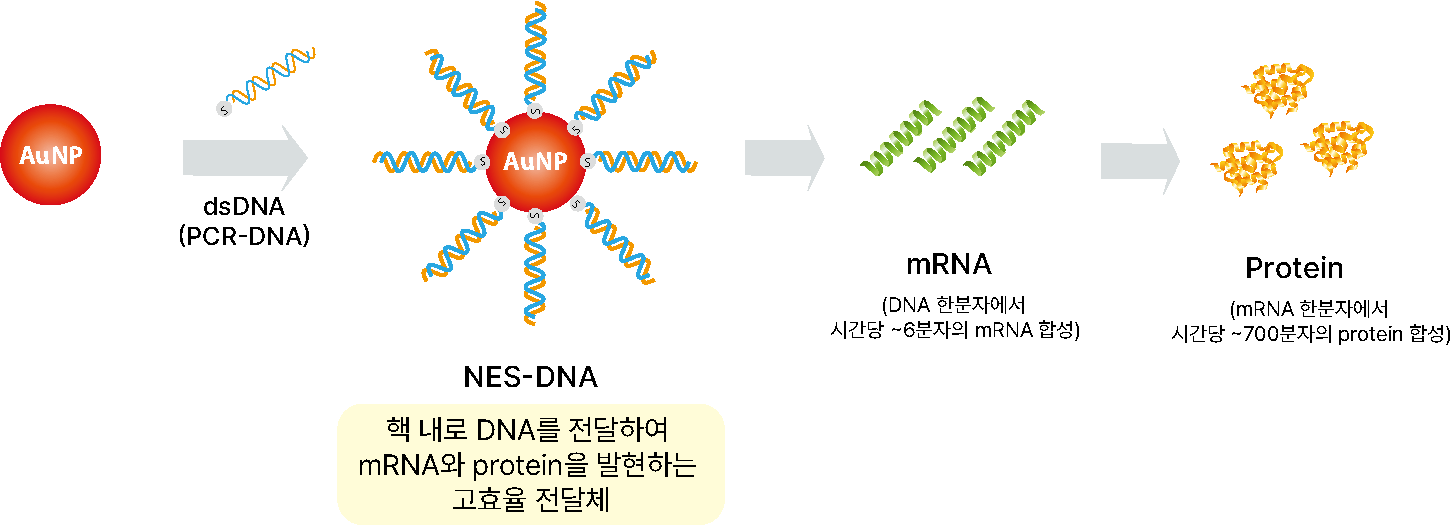 NES-DNA 도식: PCR로 생성된 NES-dsDNA를 AuX에 결합하여 표적 세포의 핵 내로 전달하는 시스템 구조