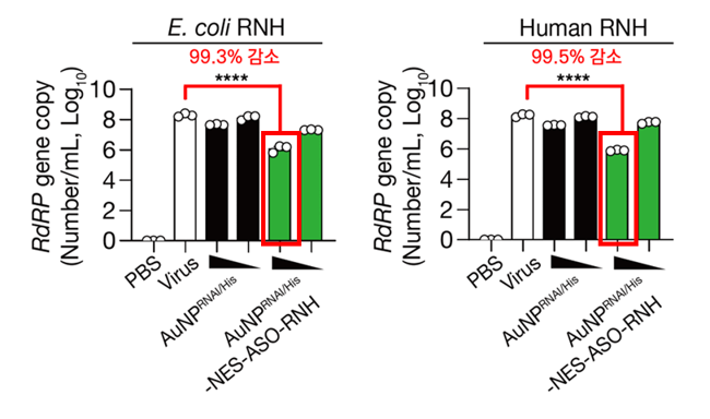 RdRP gene copy number 그래프: 변형된 ASO 전달로 RdRP mRNA 발현이 억제됨